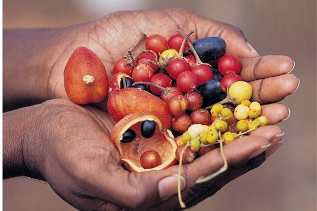 Australian Native Fruits And How To Use Native Fruit Powders