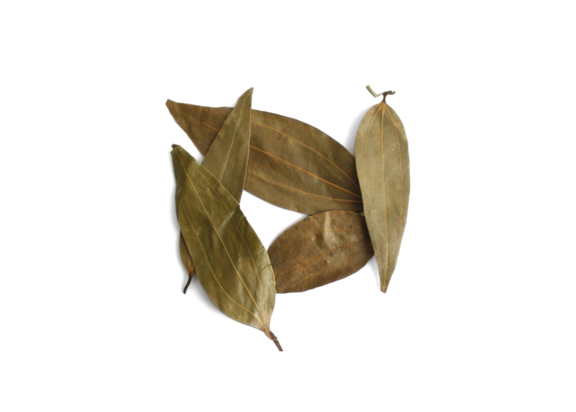 Bay Leaf